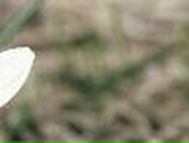 Марянка Деяк | Хуст