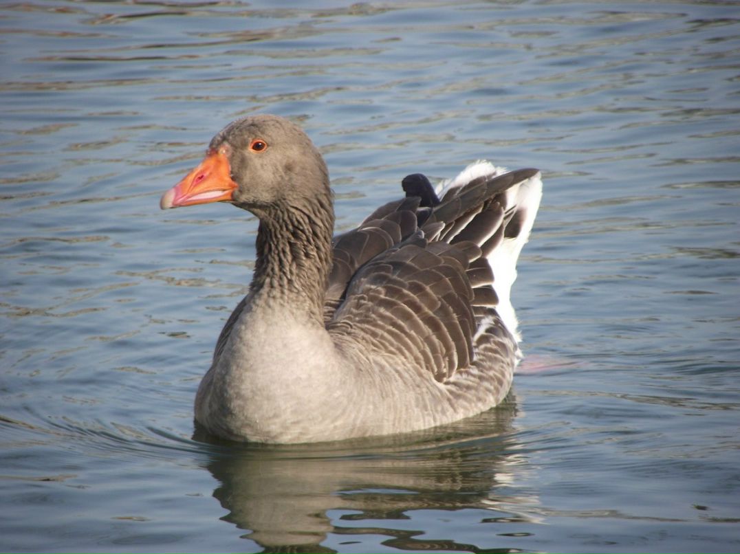 Маргарита Евдокимова | Краснодар