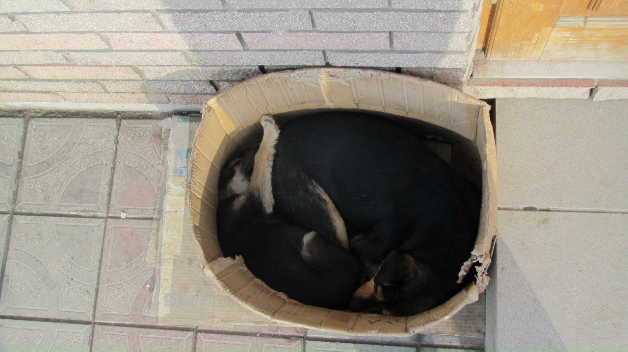 Андрій Мушак | Киев