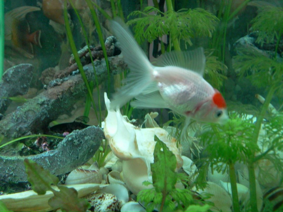 Святослав Вовнянко | Львов