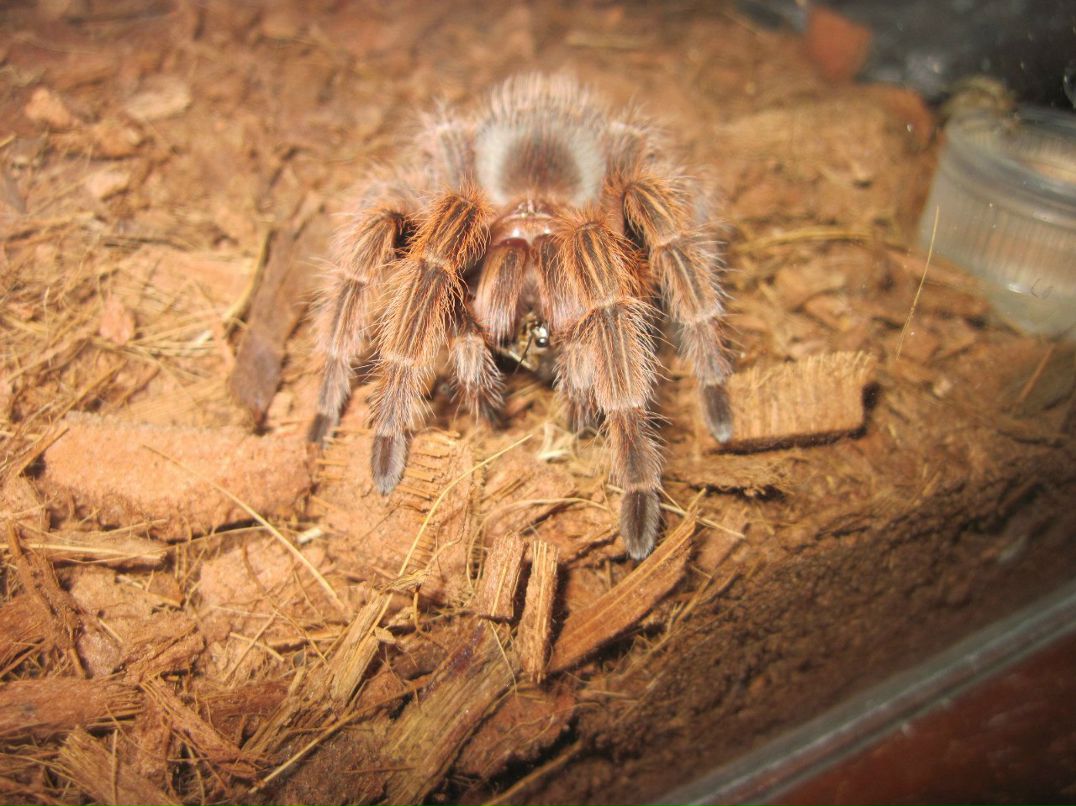 Мария Носик Manetta | Харьков