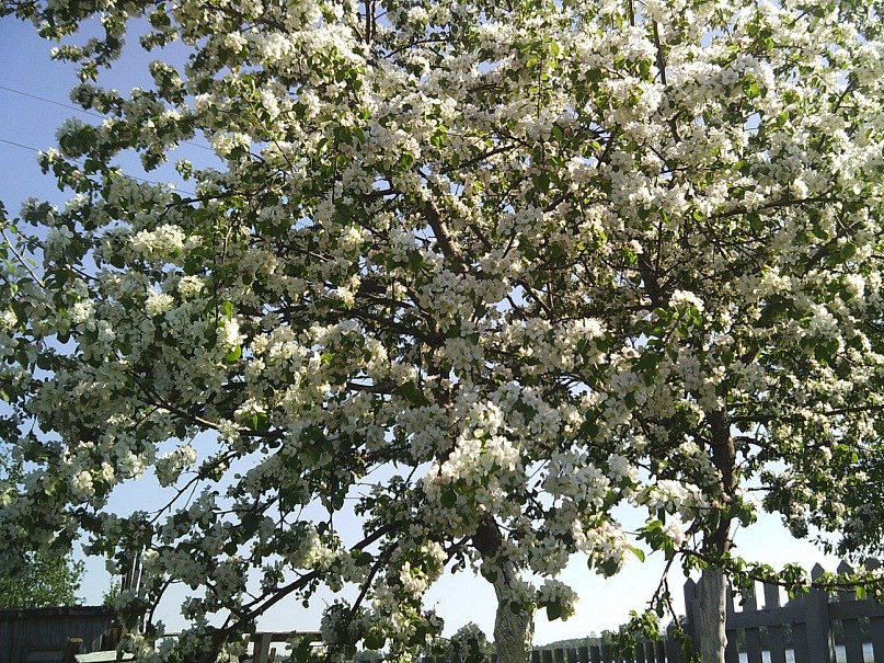 Ксения Будкина | Питкяранта