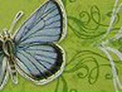 Ольга Суботняя | Царичанка