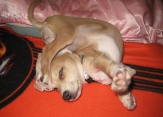 Александр Чебурахин MaEsTrO | Москва