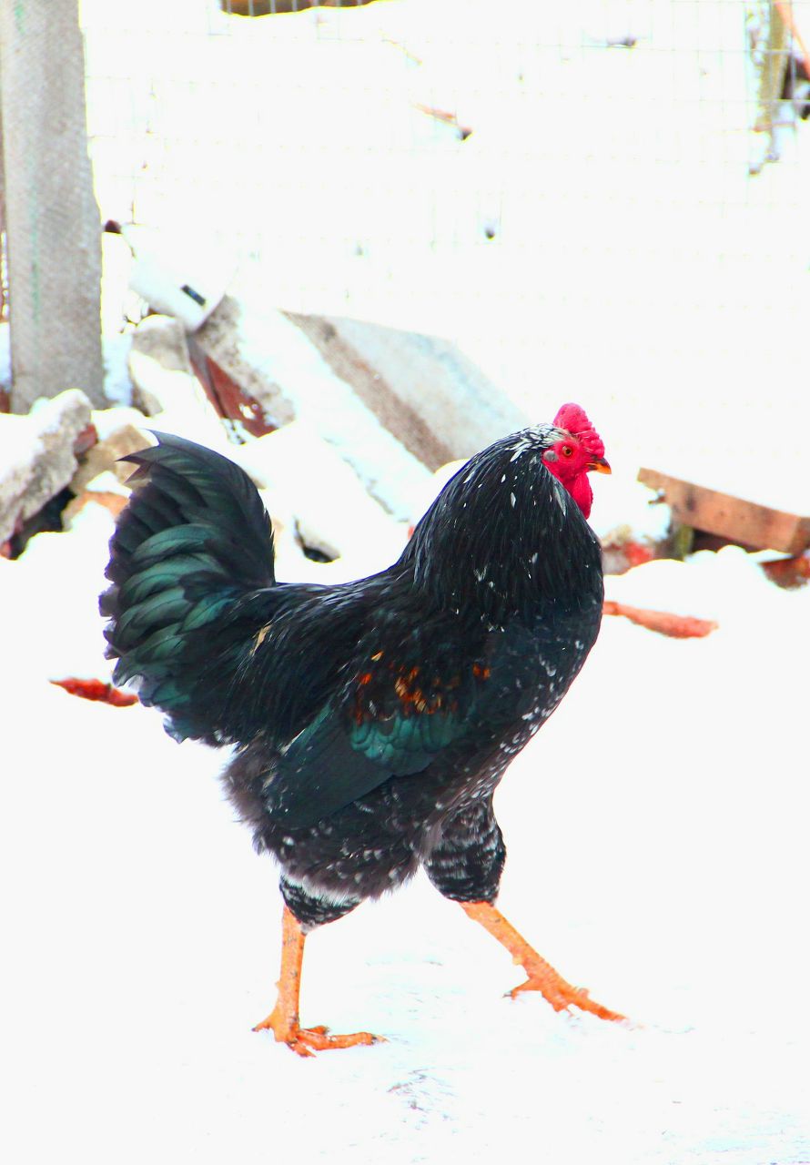 Светлана Люлюченко | Москва