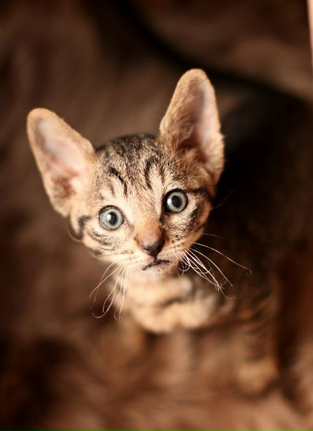 №161, Наталия Зиганшина Фотограф, Одинцово, Россия №161, Наталия Зиганшина Фотограф, Одинцово, Россия