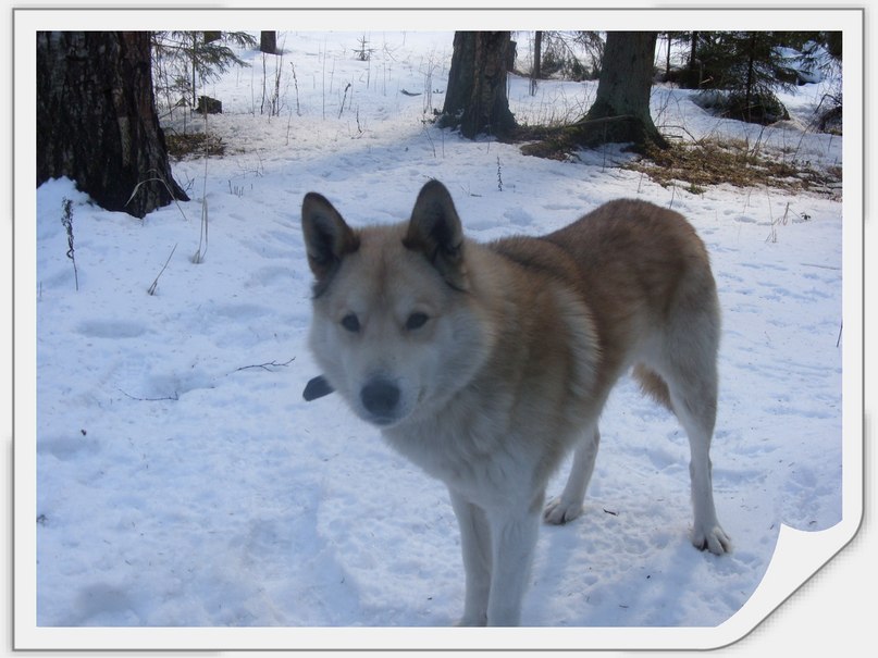 Роман Чистяков | 