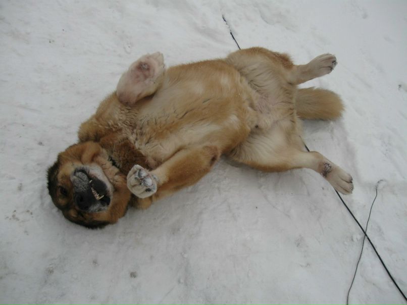 Сергей Соколов 