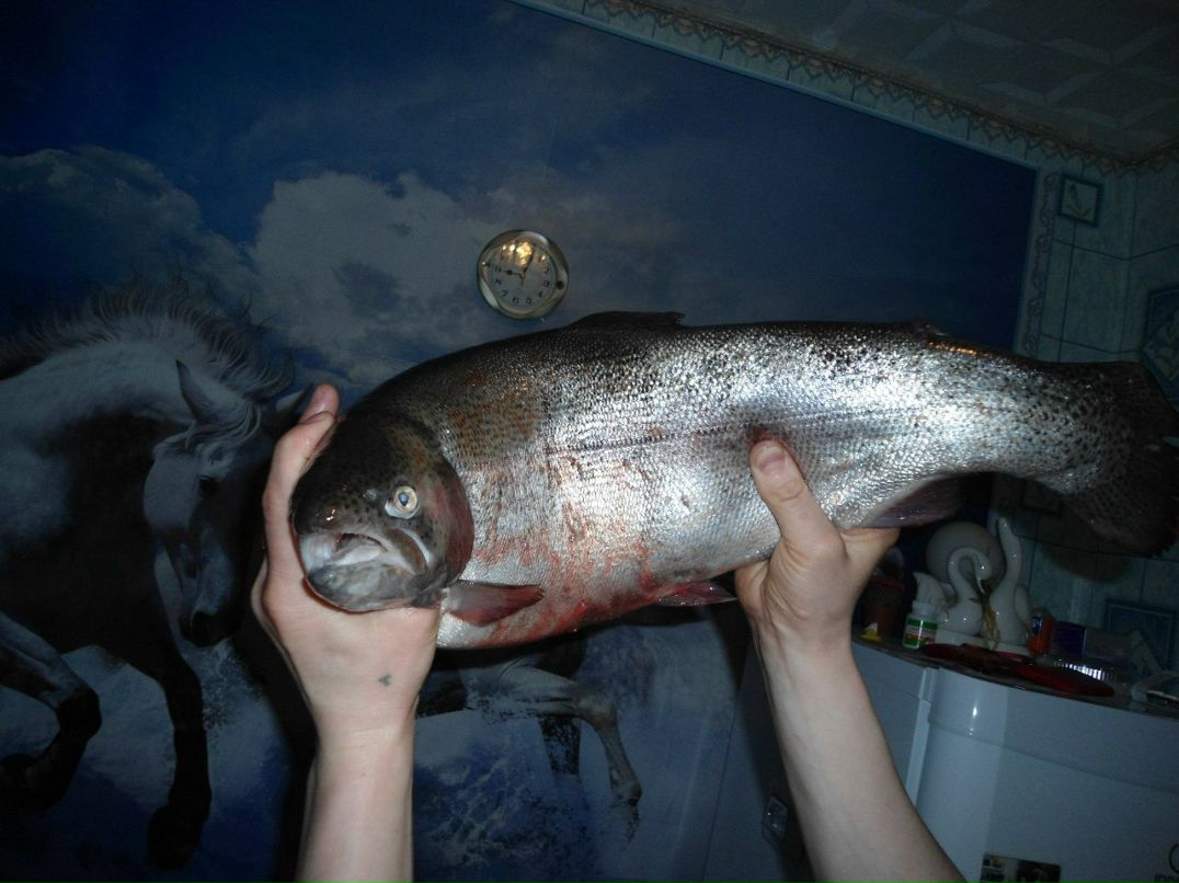 Димон Богданов | Сегежа