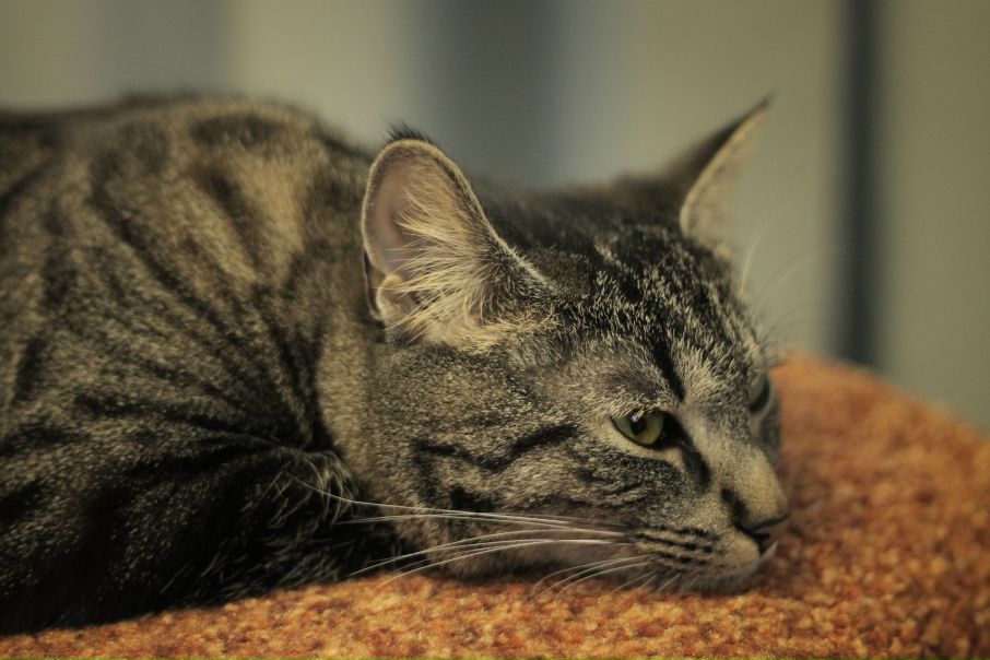 №69, Николай Денисов, Санкт-Петербург №69, Николай Денисов, Санкт-Петербург