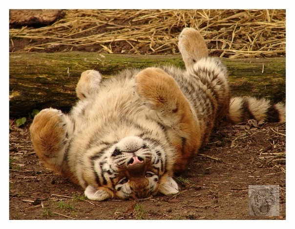 №51, Антон Прасковьин, Самара №51, Антон Прасковьин, Самара