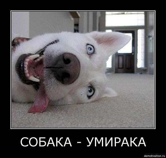 Александр Корч | Ярославль