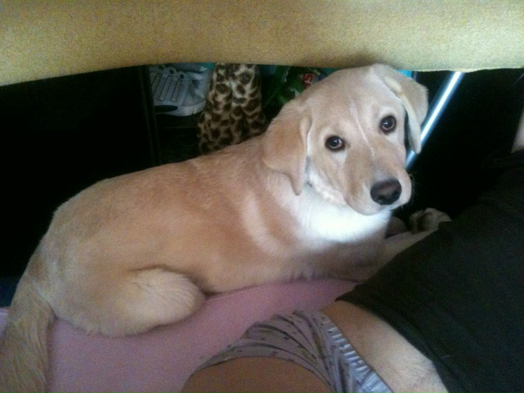 Натали Лисовицкая | Александрия