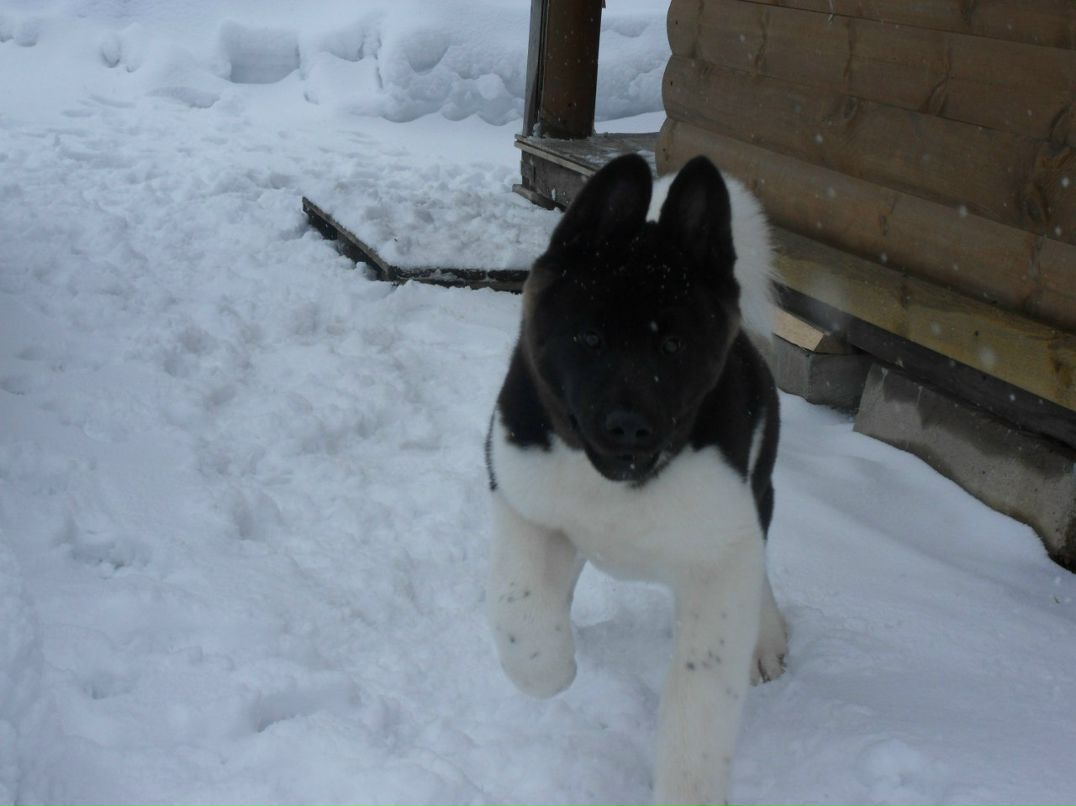 Сергей Саксонов | Санкт-Петербург