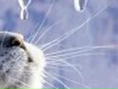 Марія Бойко | 