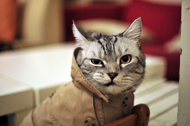 Евгений Буркут | Санкт-Петербург