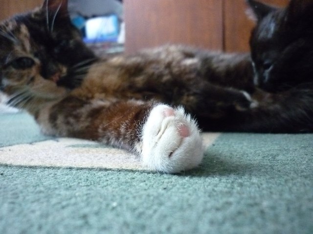 Айса Сарангова Геннадьевна | Мирный