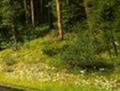 Ольга Кутаєва | Ровно