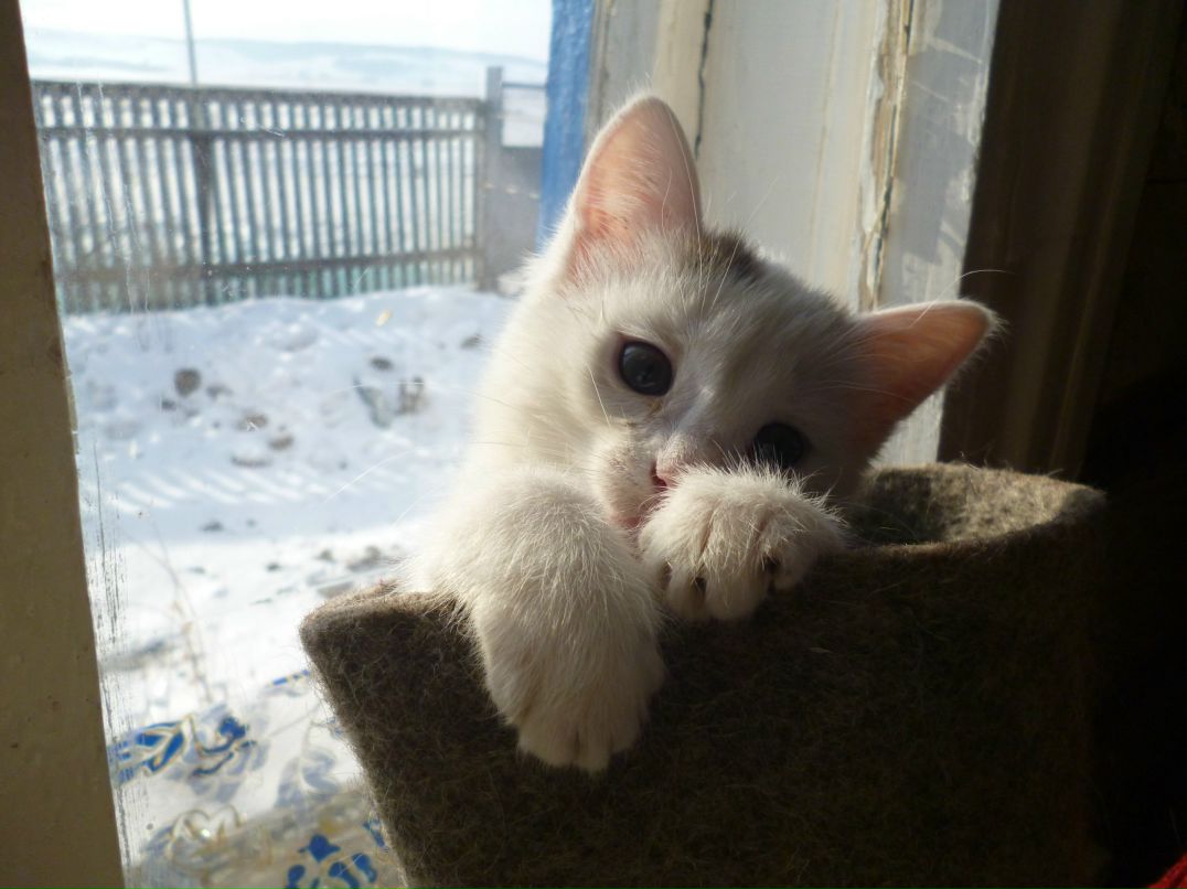 Танслу Балькявичене | Казань