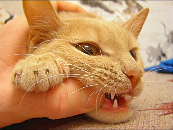 №81, Александр Корнилов, Нижний Новгород №81, Александр Корнилов, Нижний Новгород