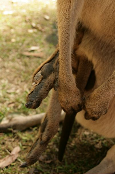 №104, Мария Чувочина-Guyot, 40 лет, Brisbane №104, Мария Чувочина-Guyot, 40 лет, Brisbane