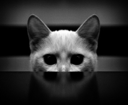 Никита Поцелуев | Новосибирск