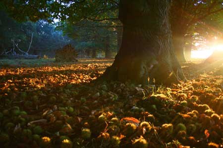 Элеонора Яхина dr. | Уфа