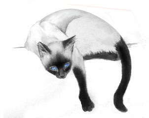 №67, Софи Бессараб №67, Софи Бессараб