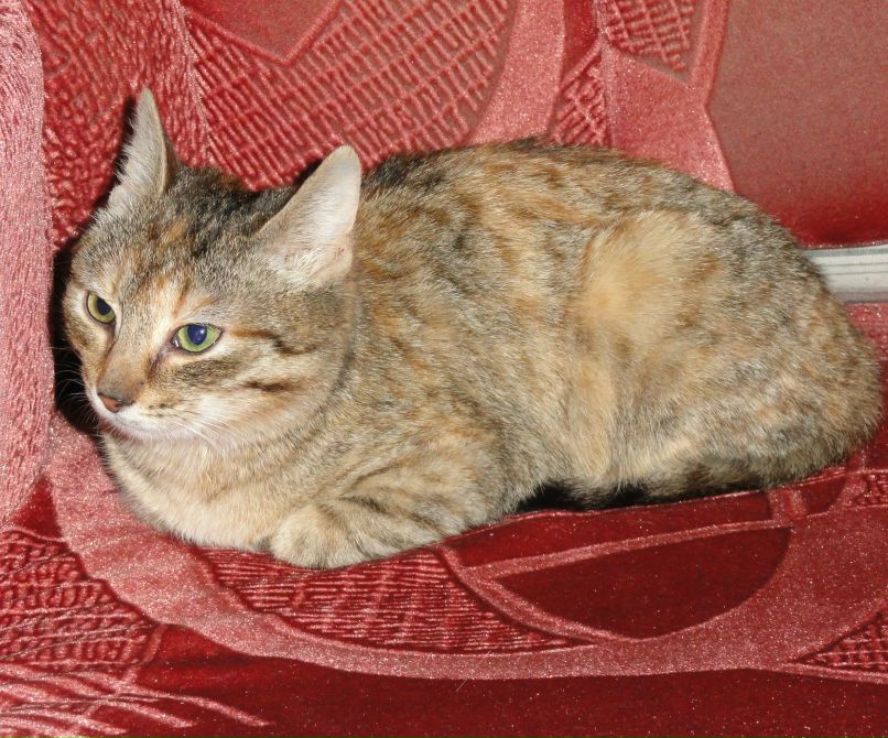 Анжелика Барановская Юрьевна | Вологда