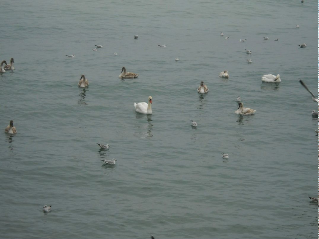 Лена Гончаренко Александровна | Севастополь