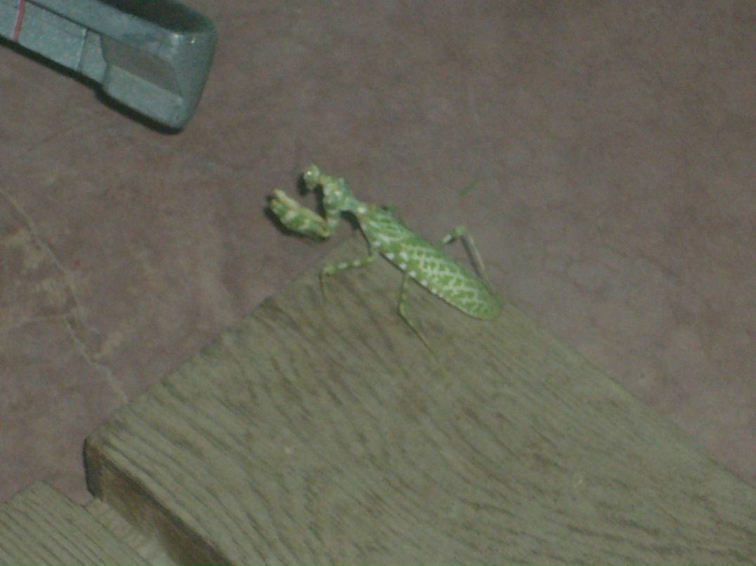 Маша Горячкина | Киров