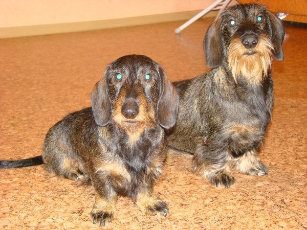 Лена Шаломенцева | 