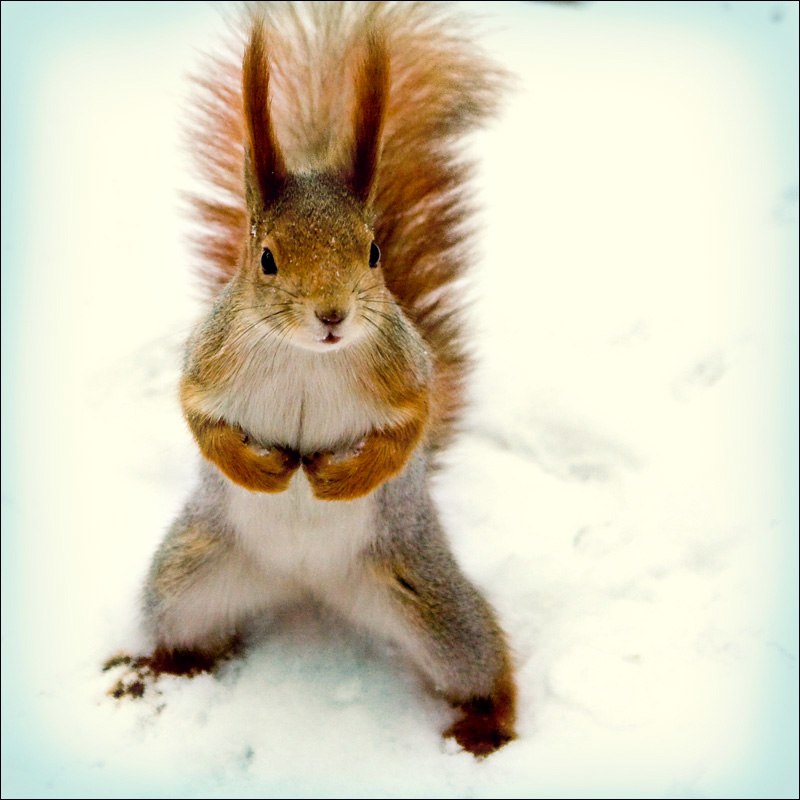 Светлана Новак | Москва