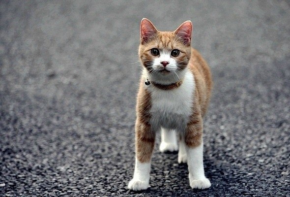 Лиза Бычкова | Санкт-Петербург