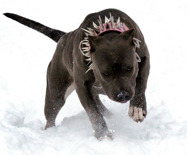 Христина Чайковська | 