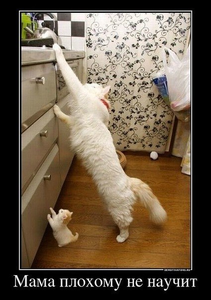 Анна Одолінська | Ровно