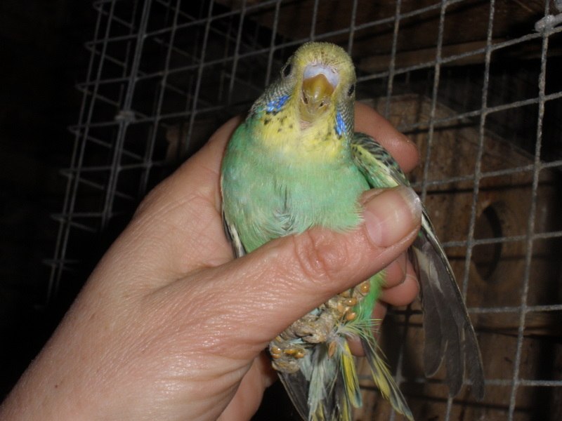 Александр Владимирович | Ахтырка