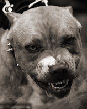 Максим Новоселец | Верховцево