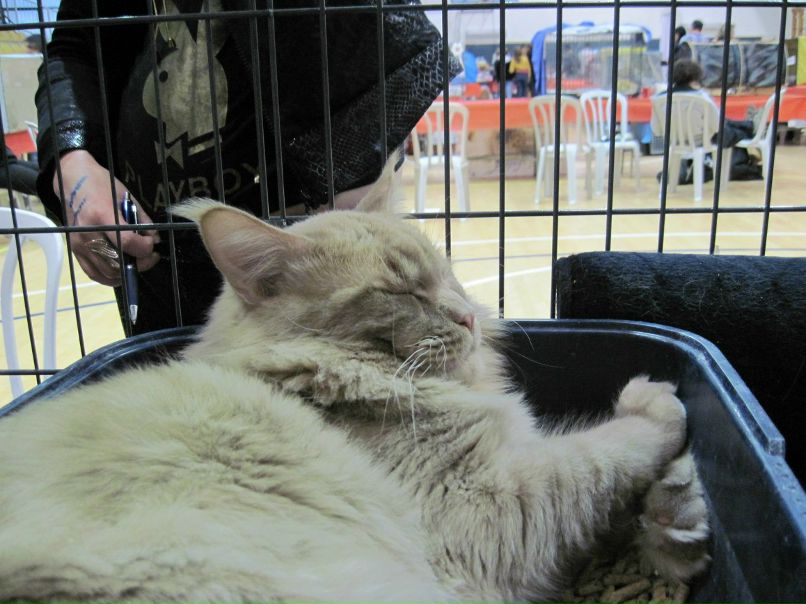 Анна Мдиванян-Теслер | Беэр Шева