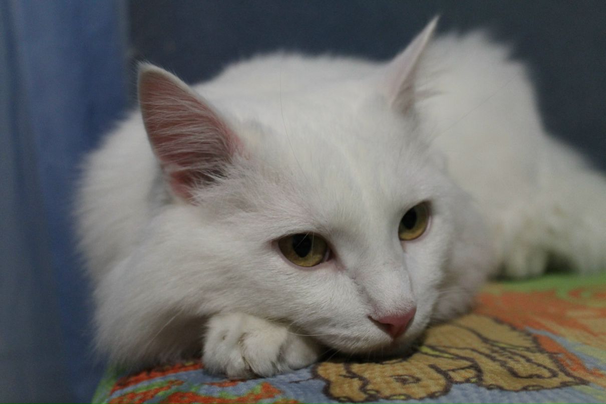 Юлия Калдина | Ульяновск