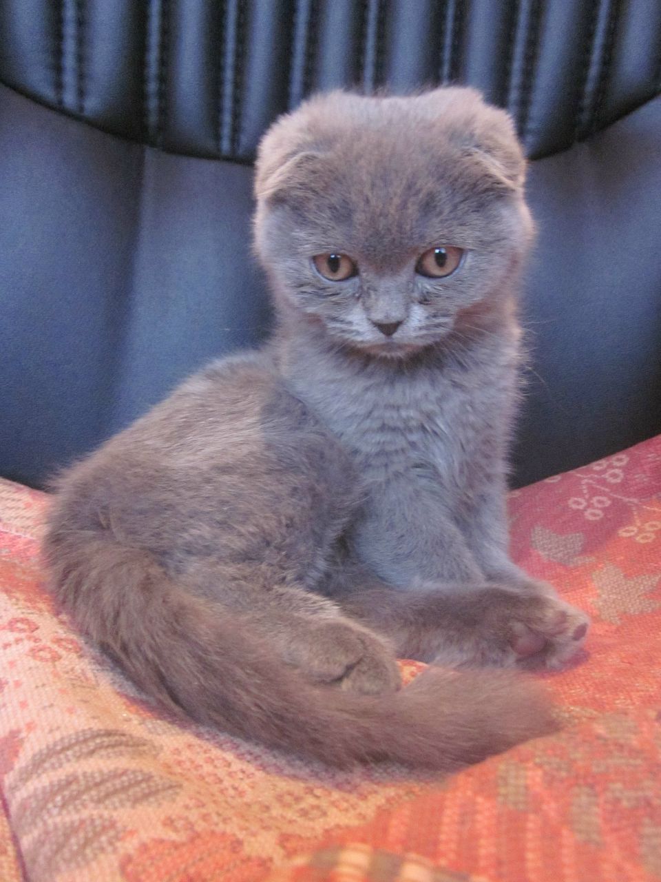 Танечка Синцова | Барнаул