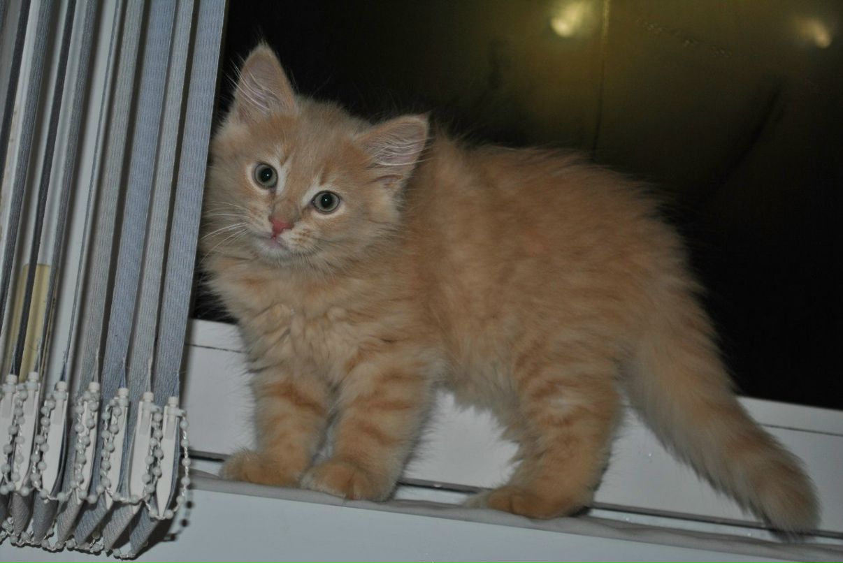 Наташа Никандрова | Светогорск