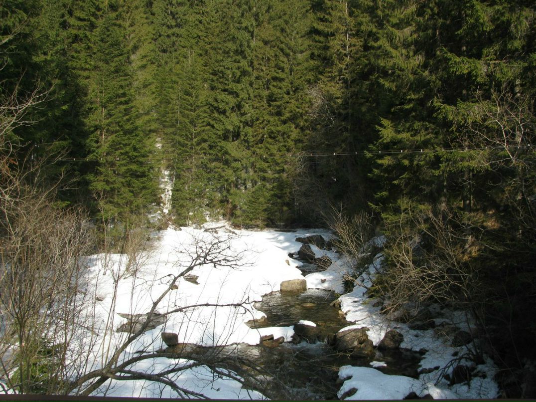 Діма Кохан | 