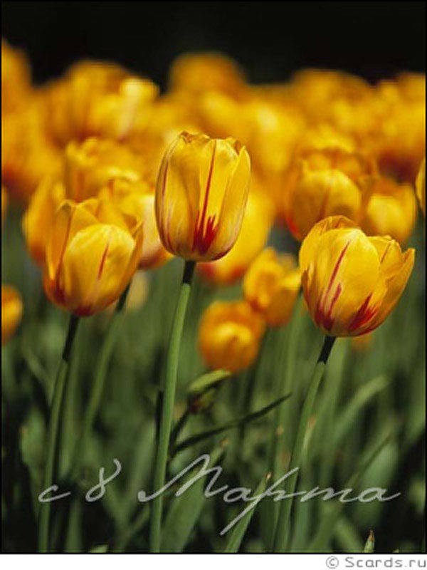 Инга Ковалёва | Смоленск