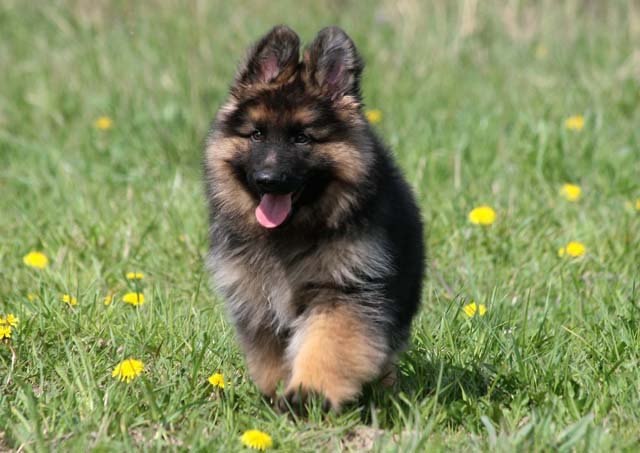 Сергій Касьяненко ````$ The KING $```` | Кобеляки