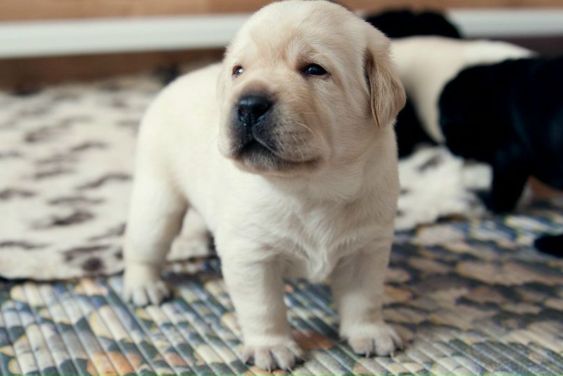 Катя Русь | Минск