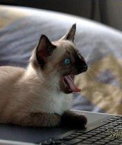 Елена Лаврикова | Череповец