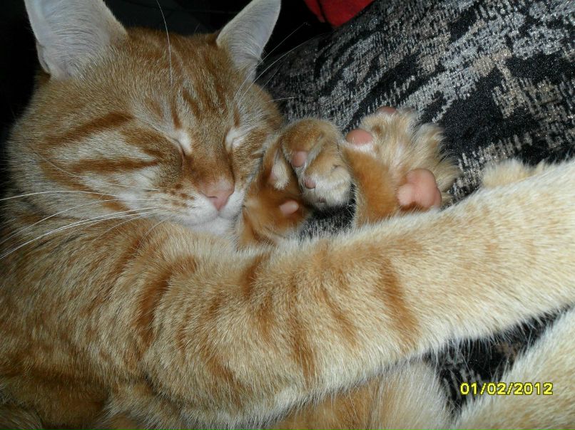 Альбина Стачинская кошка | Сочи