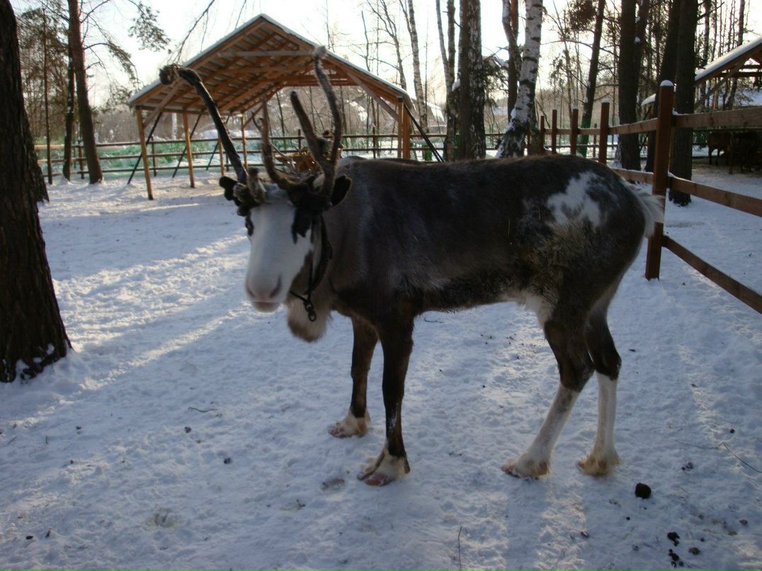 Татьяна Медведева | Москва