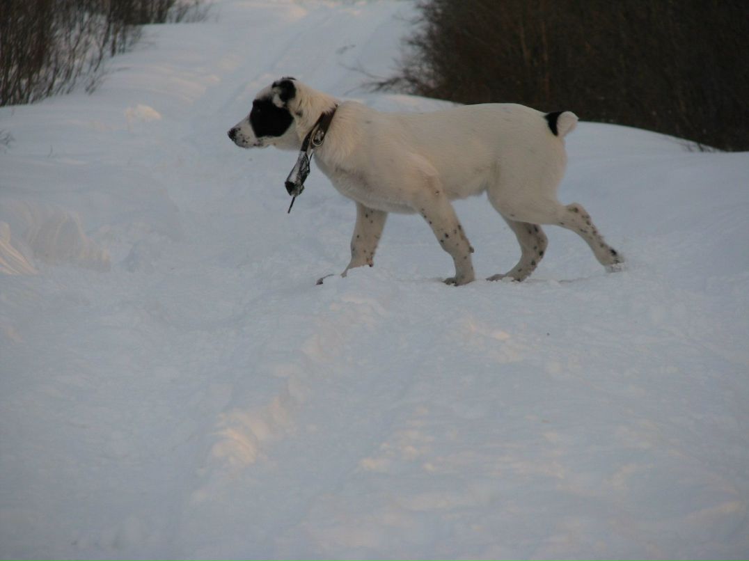 Алексей Гончаров | Мурманск
